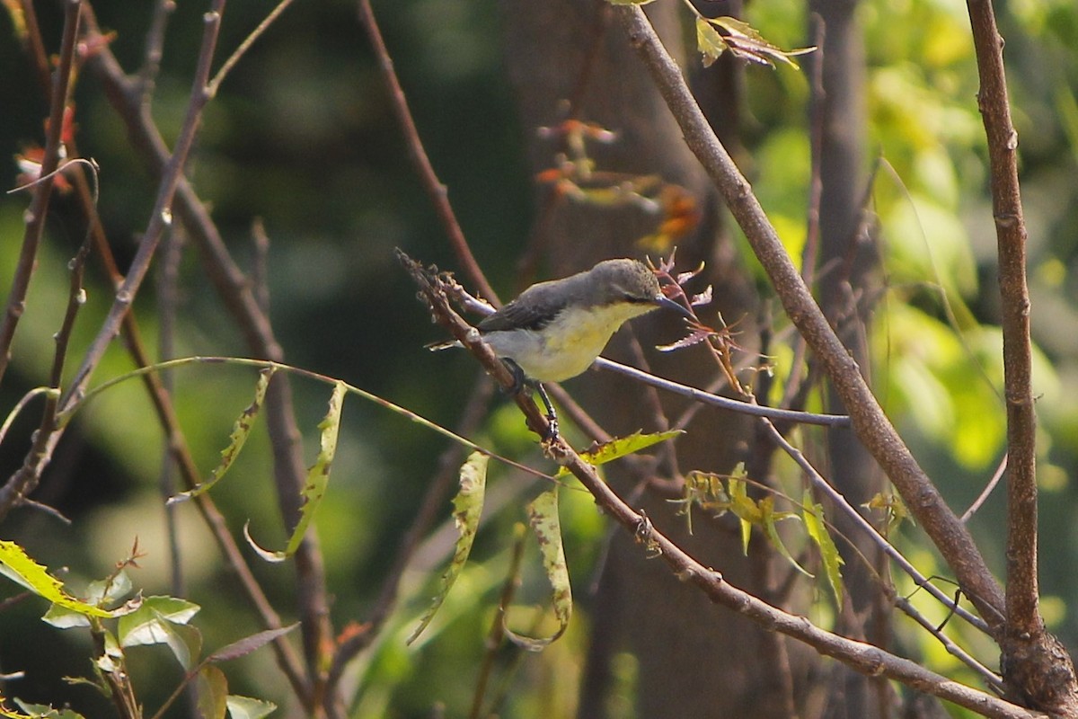 Атласная нектарница - ML645775148
