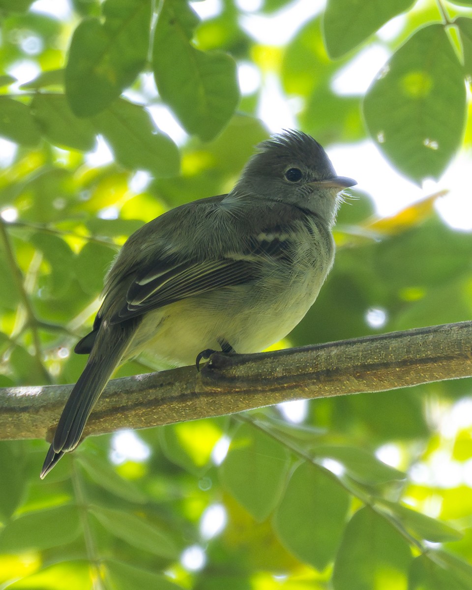 Малая эления - ML645775150