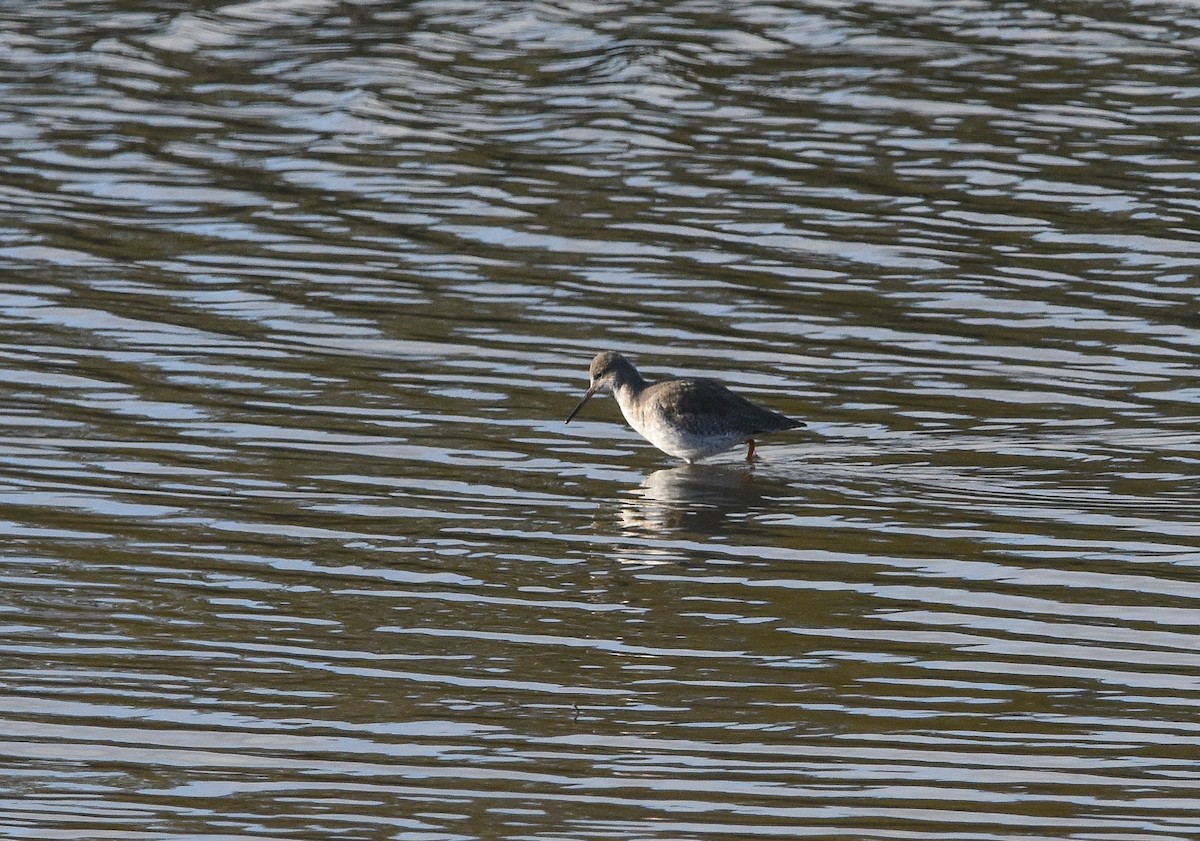 Травник - ML645775151