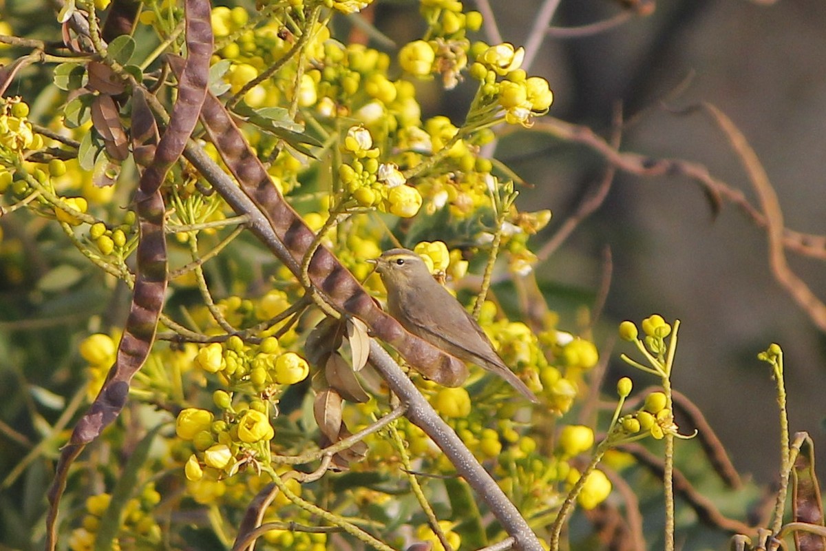 Садовая камышевка - ML645775152