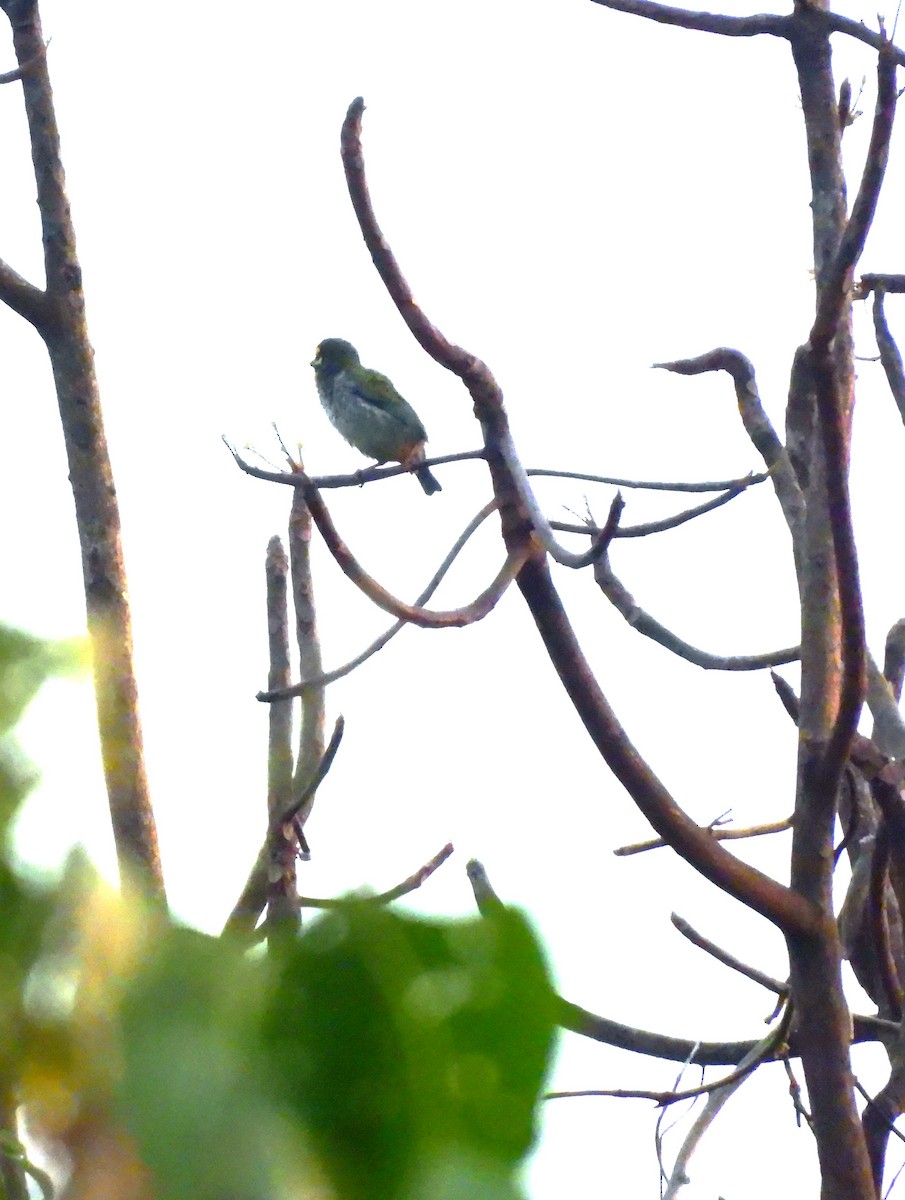 Краснолобый бородастик - ML645775153