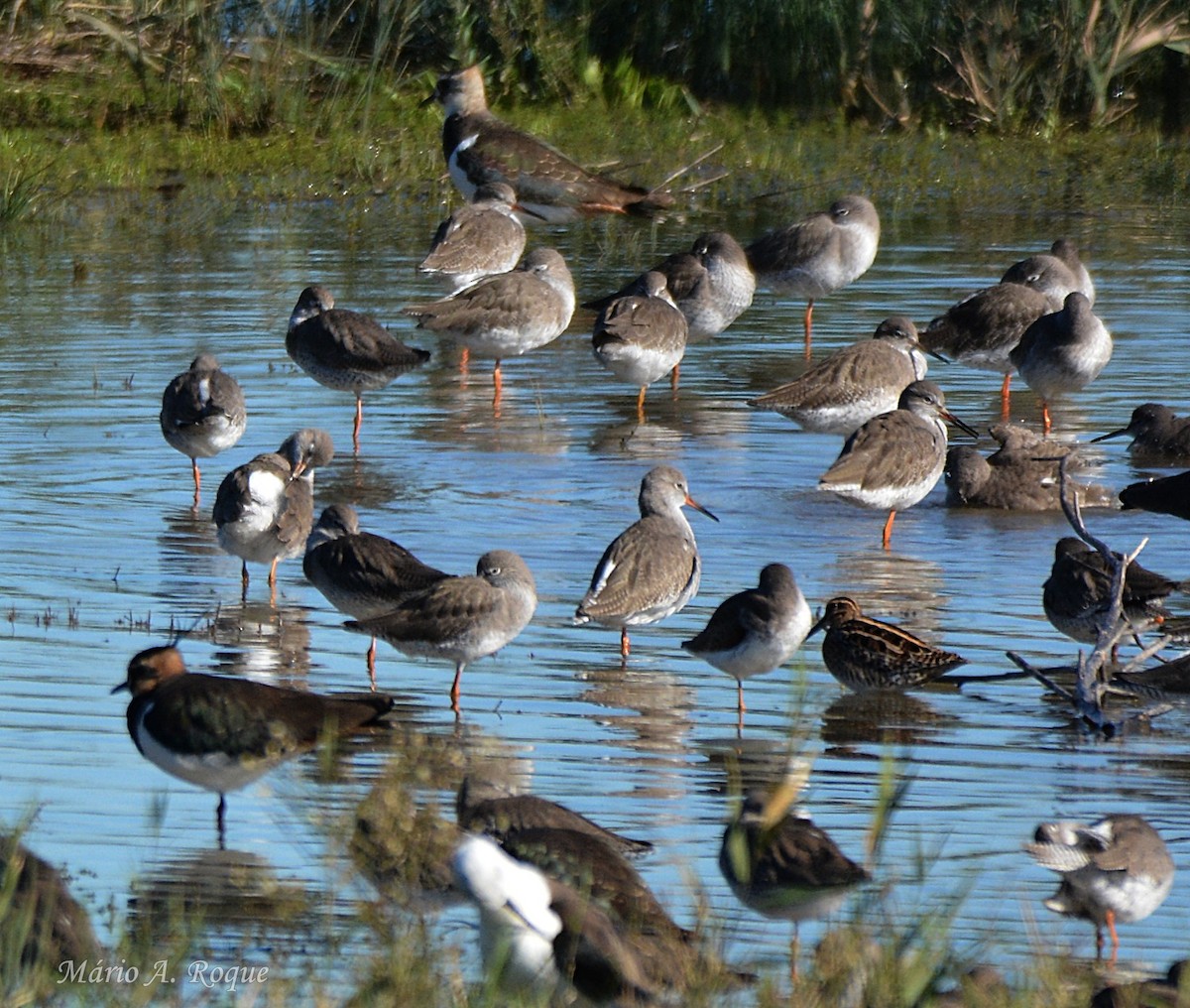 Травник - ML645775154