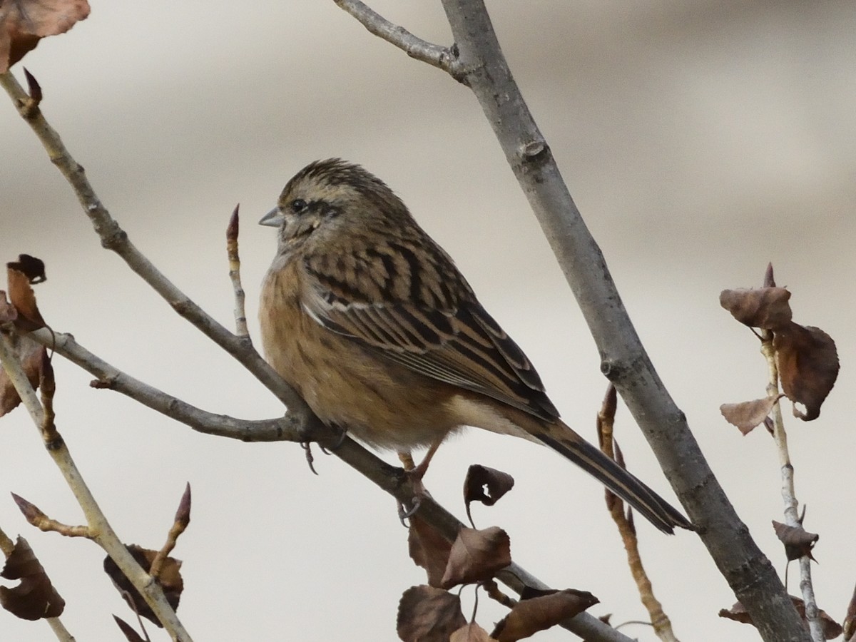 Горная овсянка - ML645775155