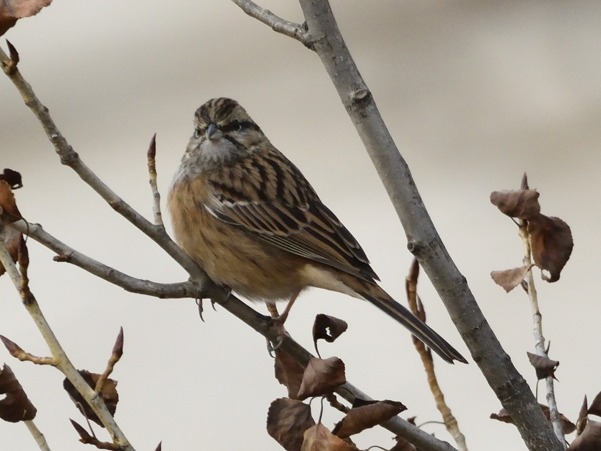 Горная овсянка - ML645775156