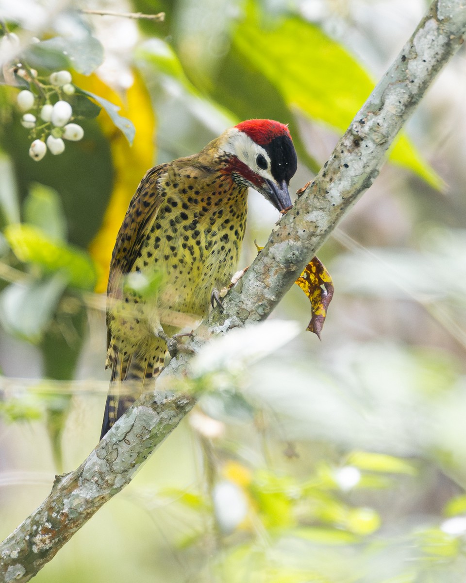 Веснушчатый дятел - ML645775157