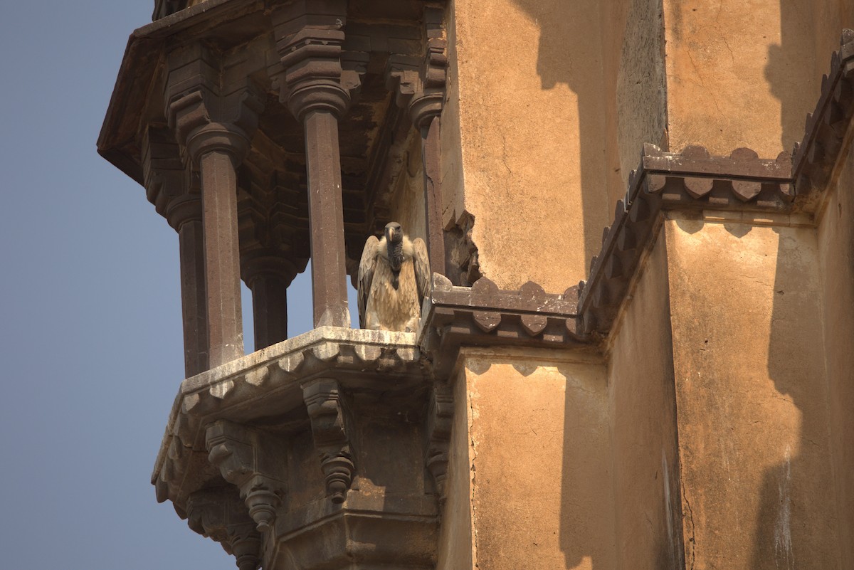 Индийский сип - ML645775158