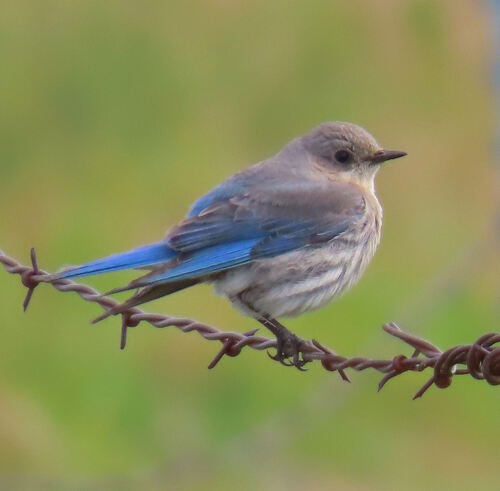 Голубая сиалия - ML645775159