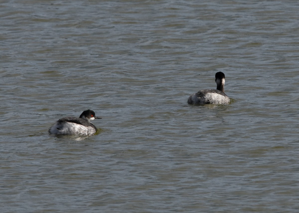 Черношейная поганка - ML645775160
