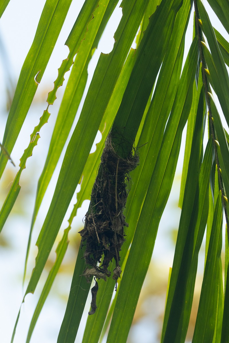 Краснохвостый колибри-отшельник - ML645775161