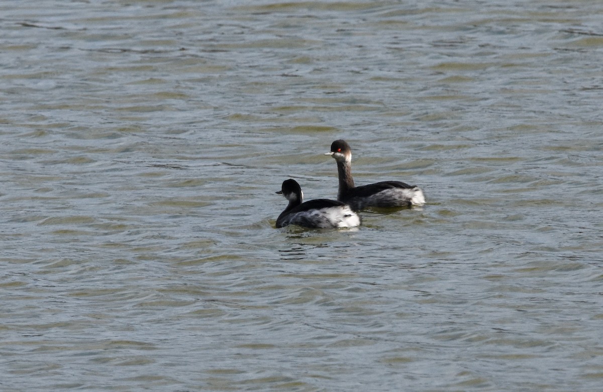 Черношейная поганка - ML645775162