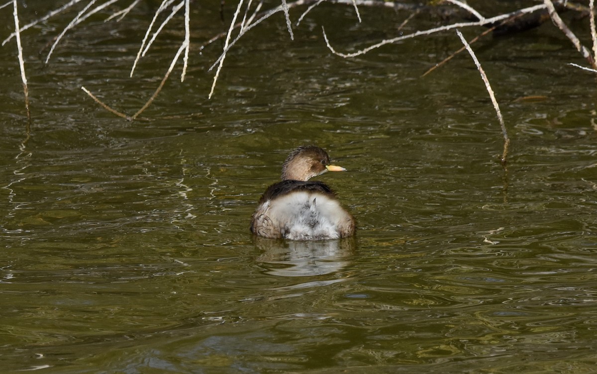 Малая поганка - ML645775163