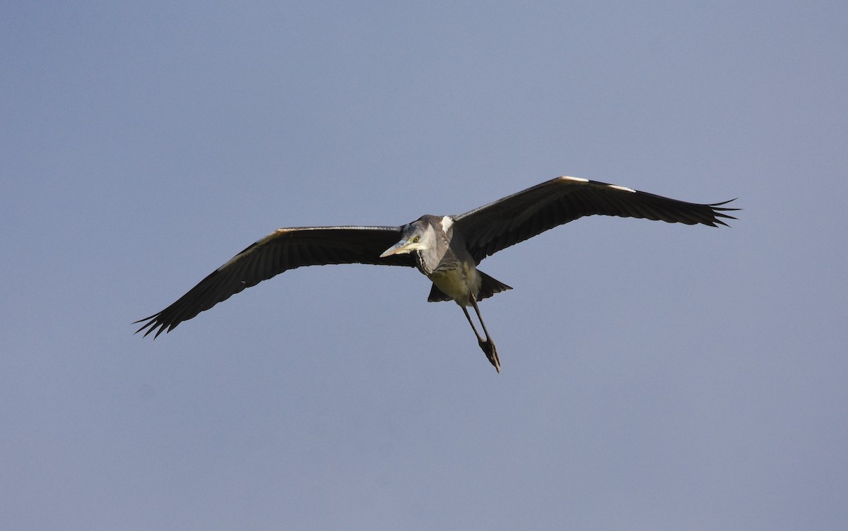 Garza Real - ML645775179