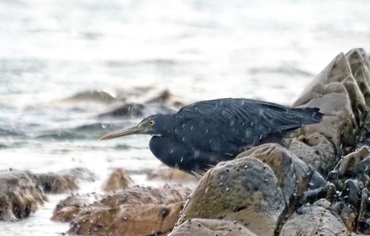 Pacific Reef-Heron - ML645775181