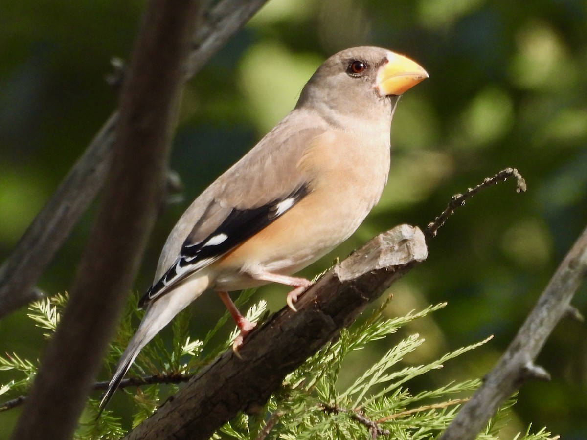 Picogordo Chino - ML645775183