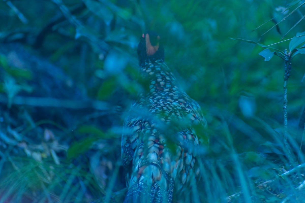 Tragopán Chino - ML645775184