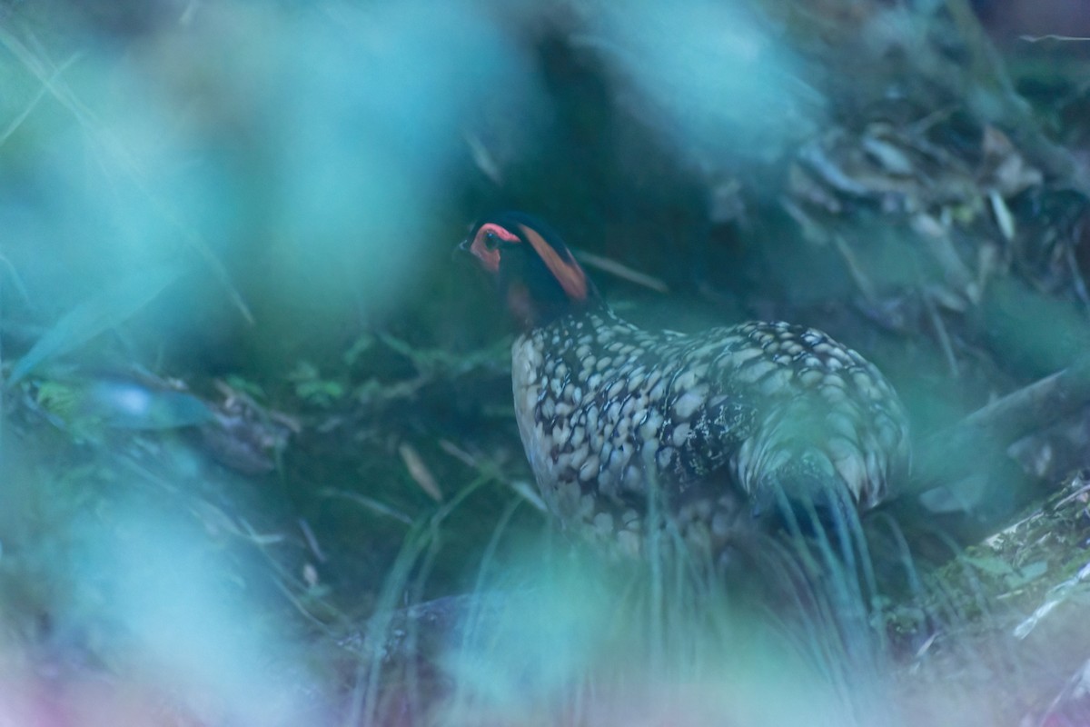 Tragopán Chino - ML645775185