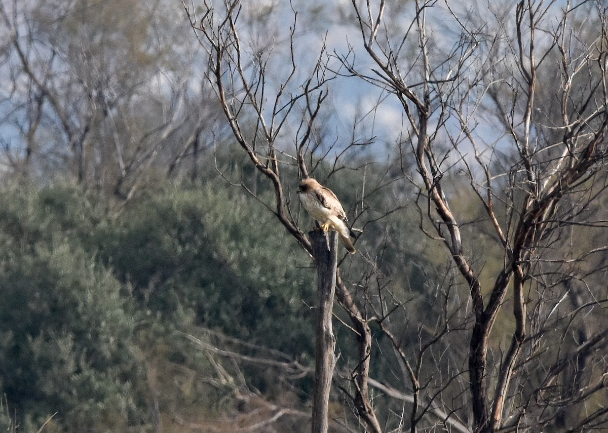 Águila Calzada - ML645775187