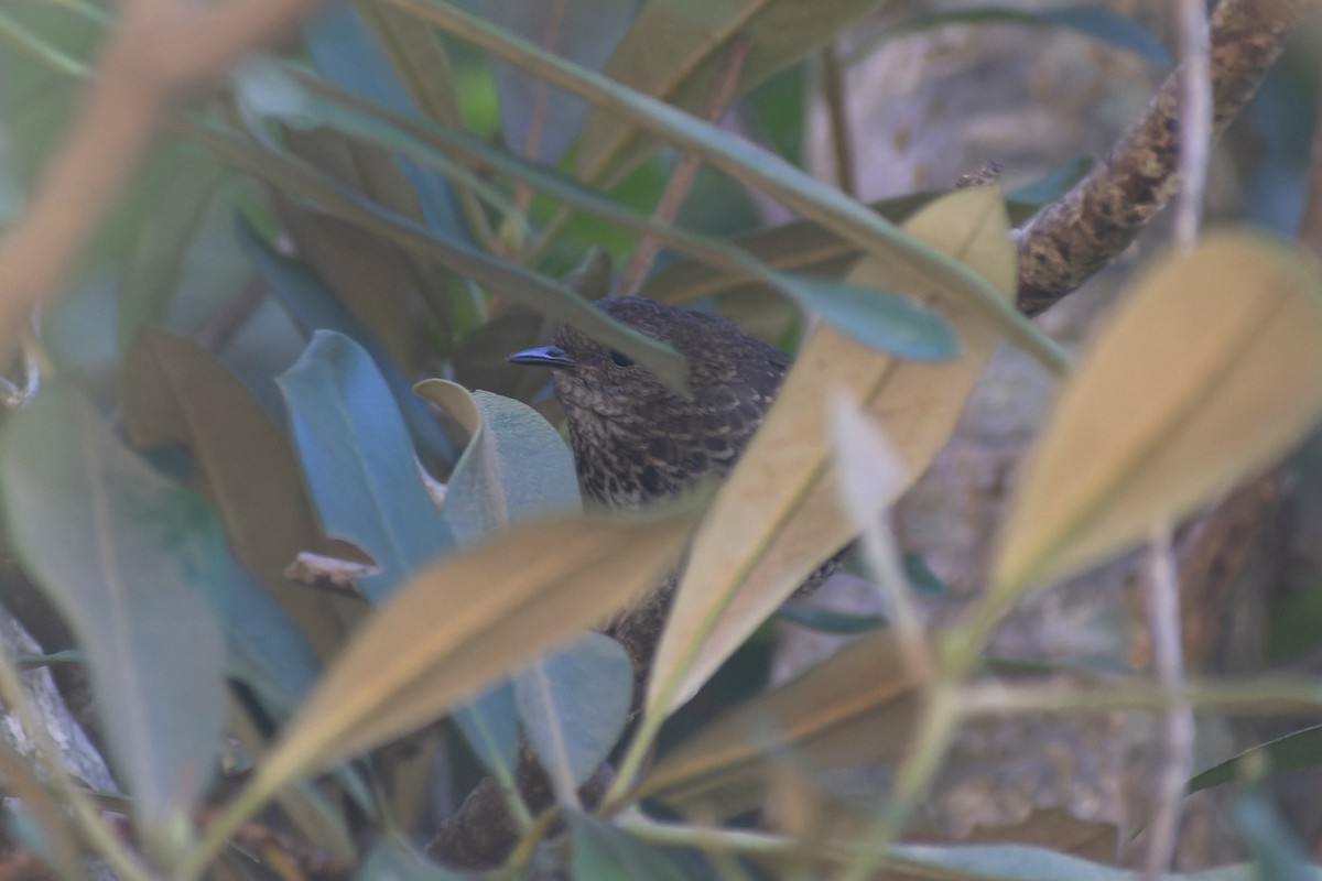 Ratina Pigmea - ML645775189