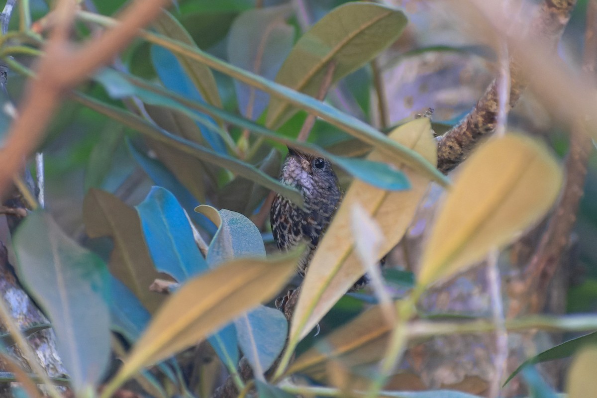 Ratina Pigmea - ML645775190