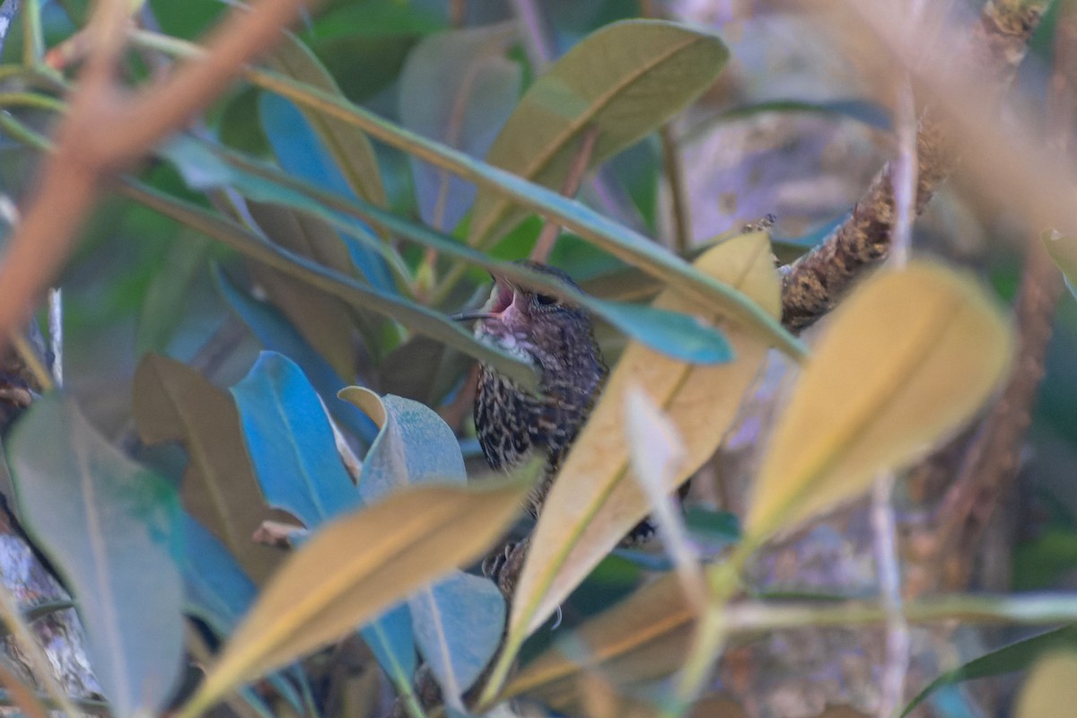 Ratina Pigmea - ML645775191