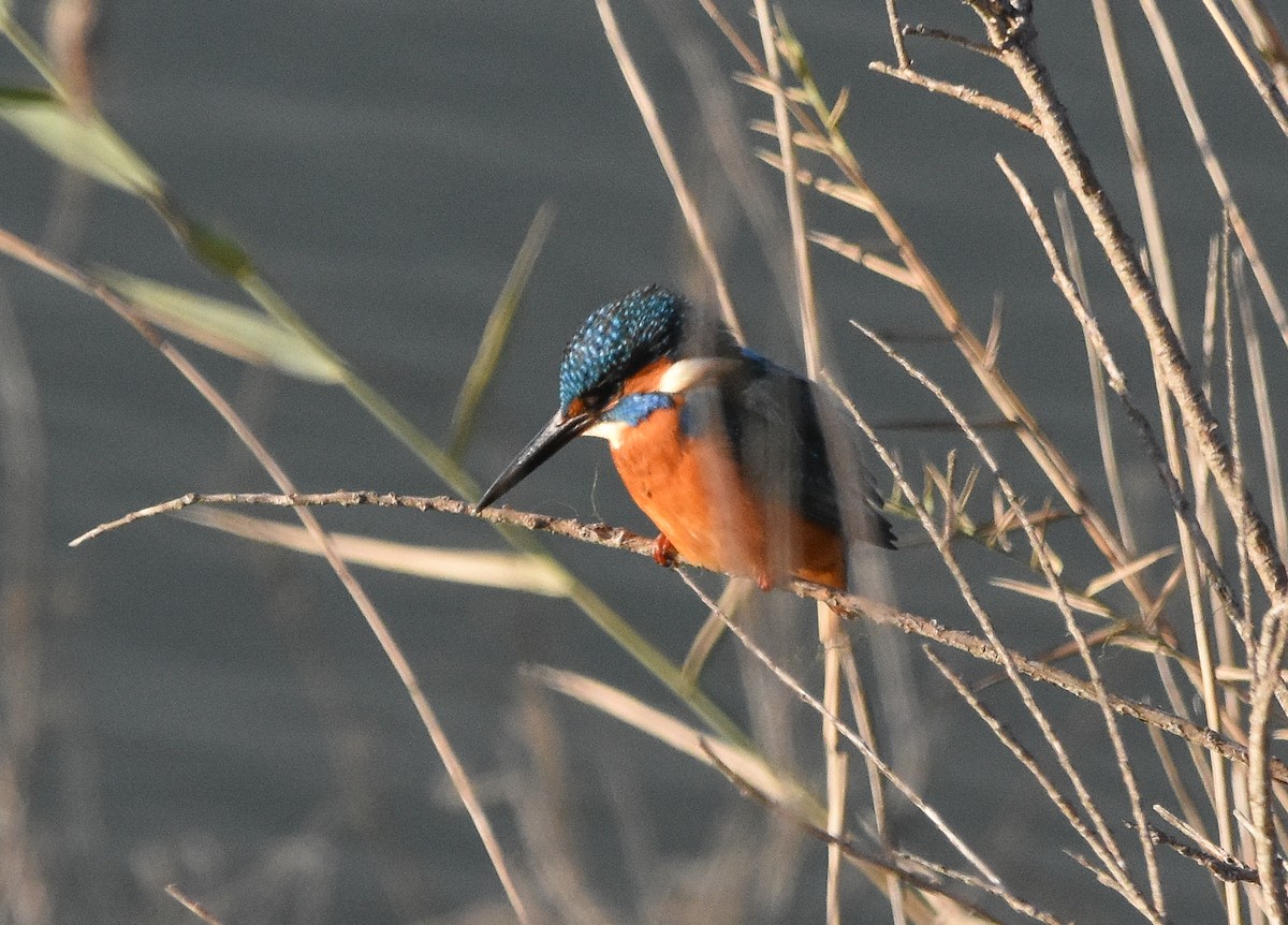 Martín Pescador Común - ML645775192