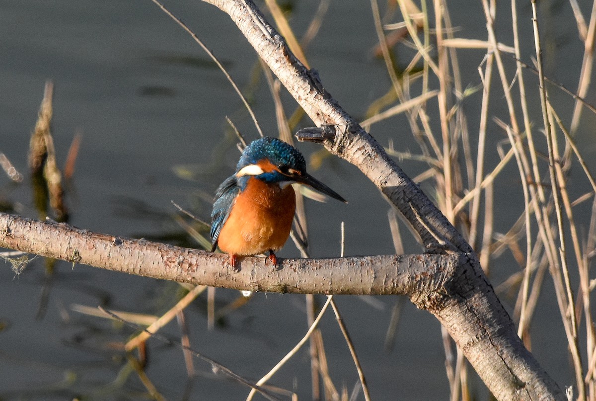 Martín Pescador Común - ML645775193