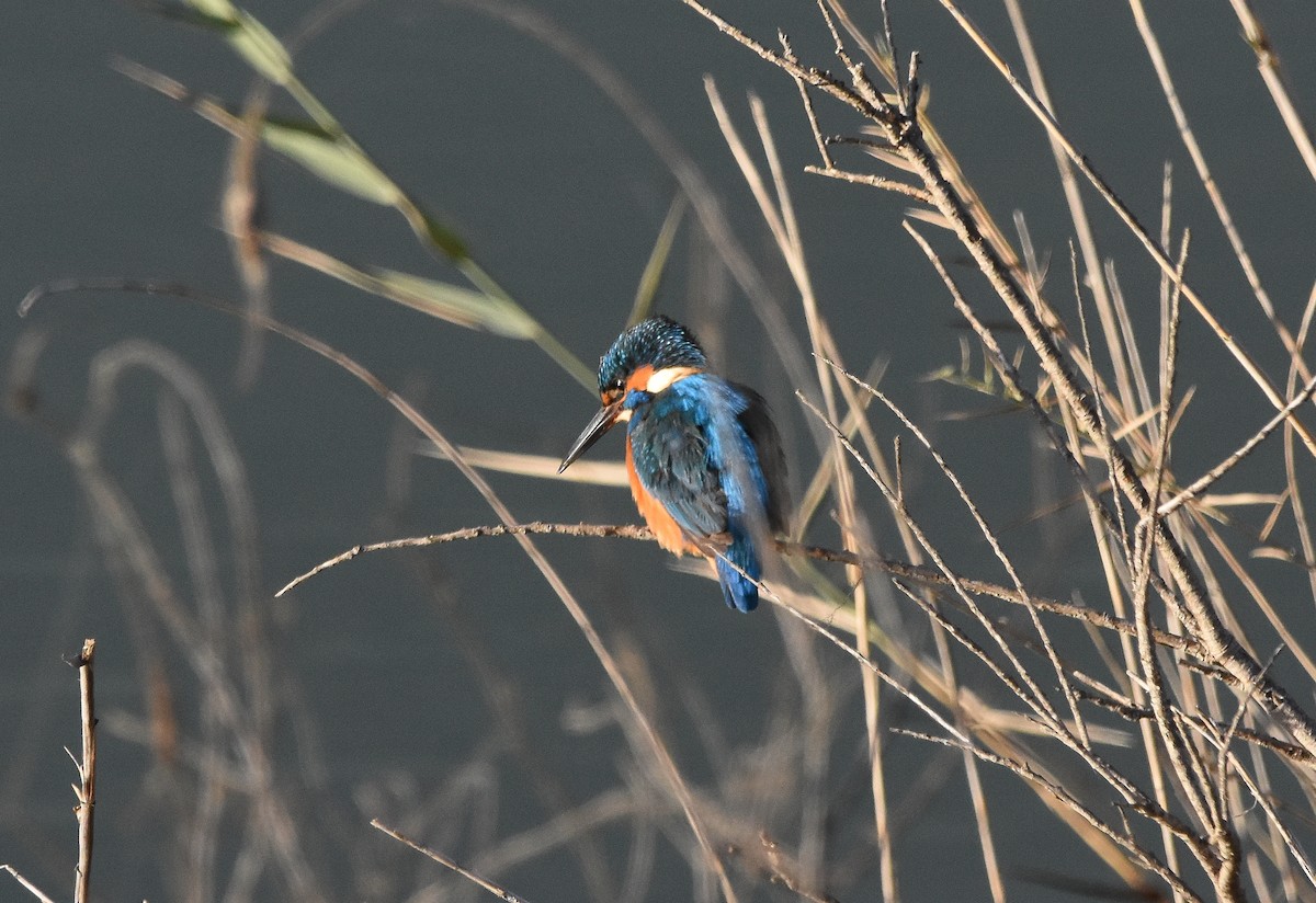 Martín Pescador Común - ML645775194