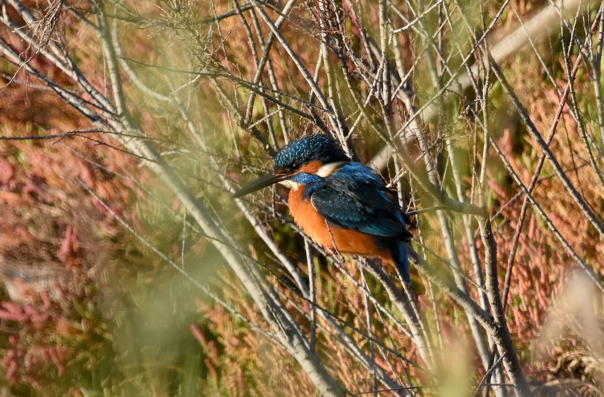 Martín Pescador Común - ML645775195