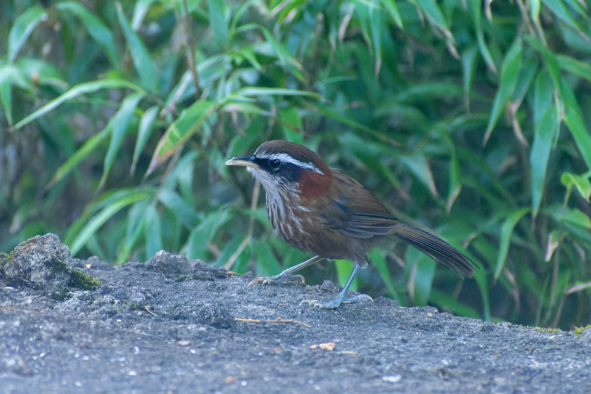 Cimitarra Cuellirrufa - ML645775196