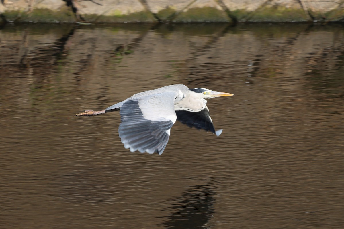 Garza Real - ML645775197