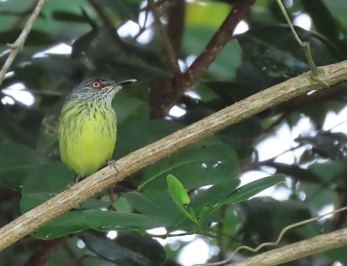 Titirijí Moteado - ML645775198