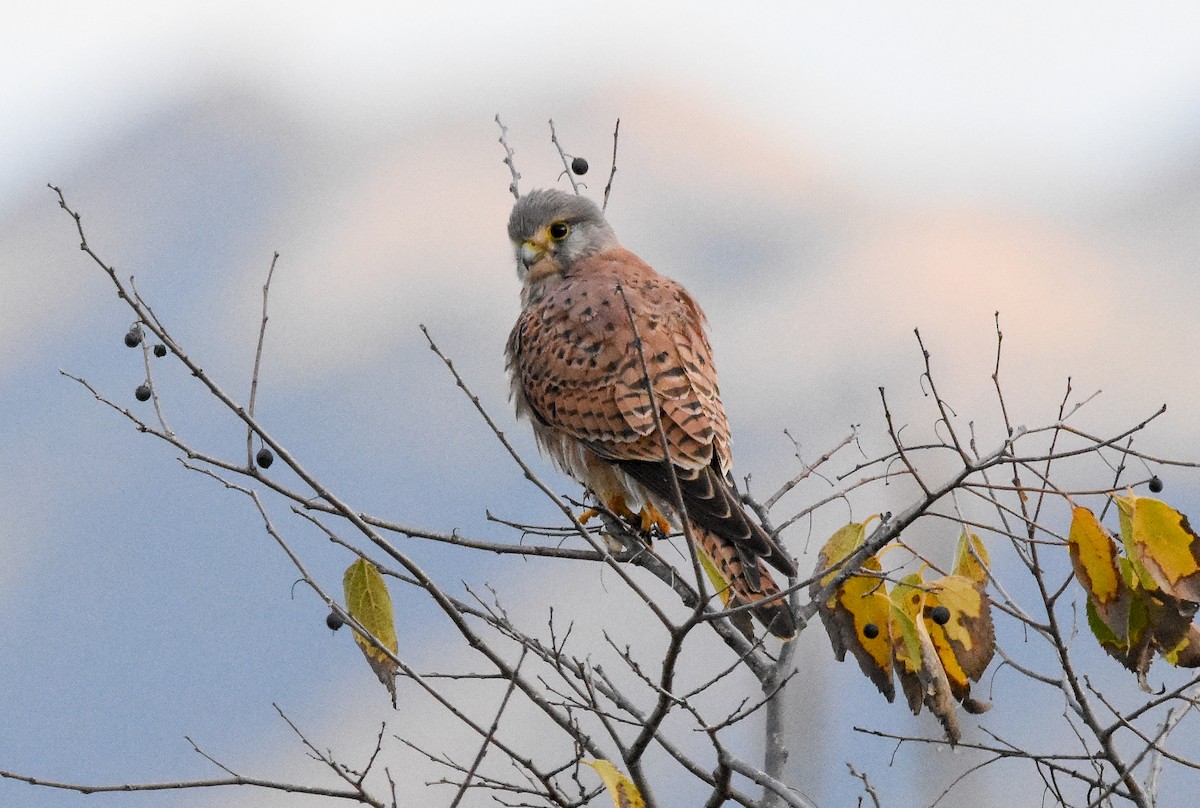 Cernícalo Vulgar - ML645775199