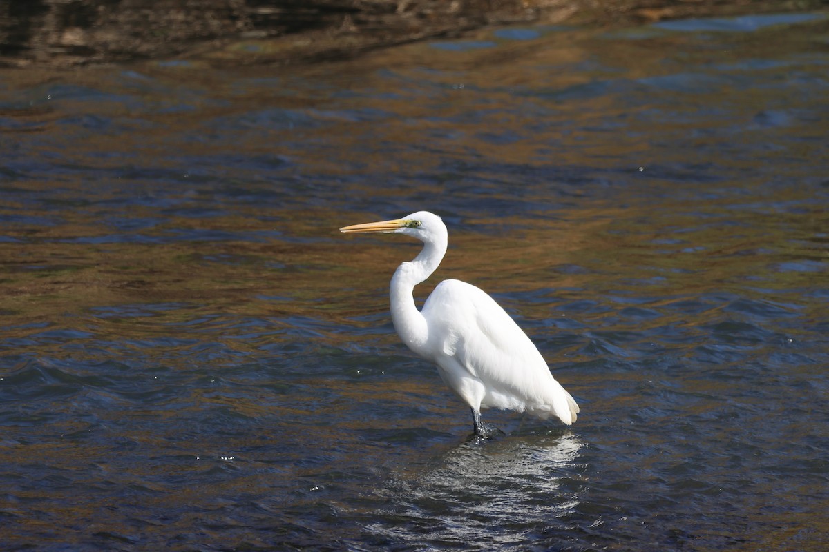 Garceta Grande - ML645775200