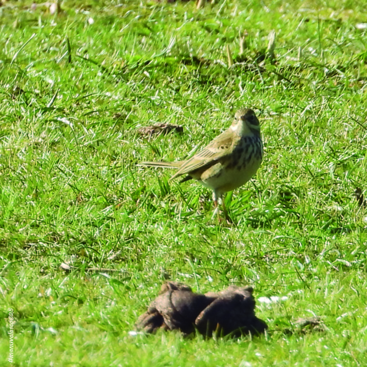 Bisbita Pratense - ML645775201