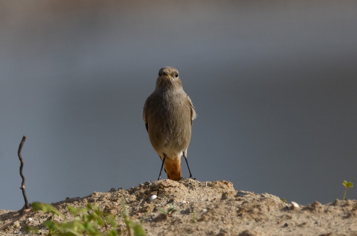 Colirrojo Tizón - ML645775202