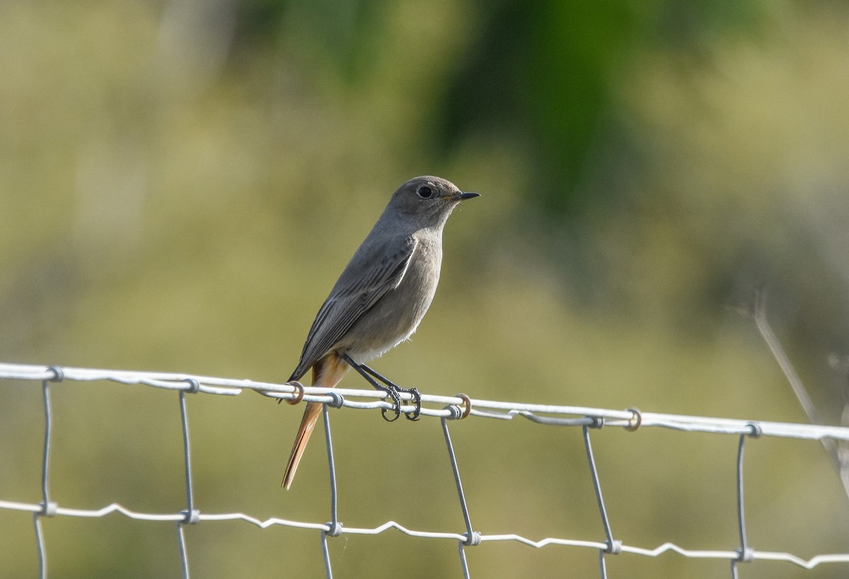 Colirrojo Tizón - ML645775203