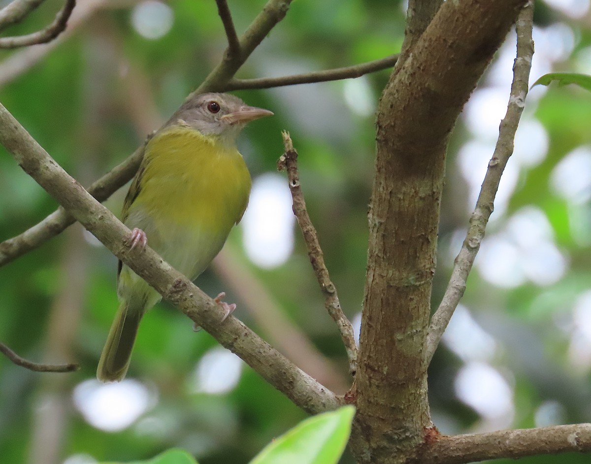 Verdillo Cabecigrís - ML645775204