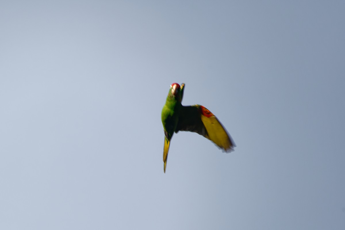 Aratinga de Finsch - ML645775205