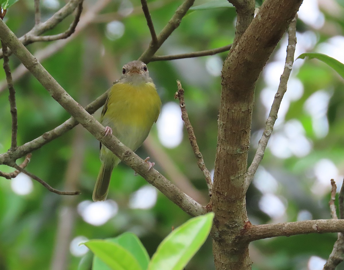 Verdillo Cabecigrís - ML645775206