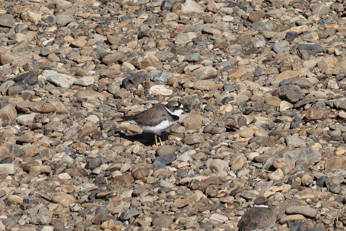 Chorlitejo Piquilargo - ML645775207