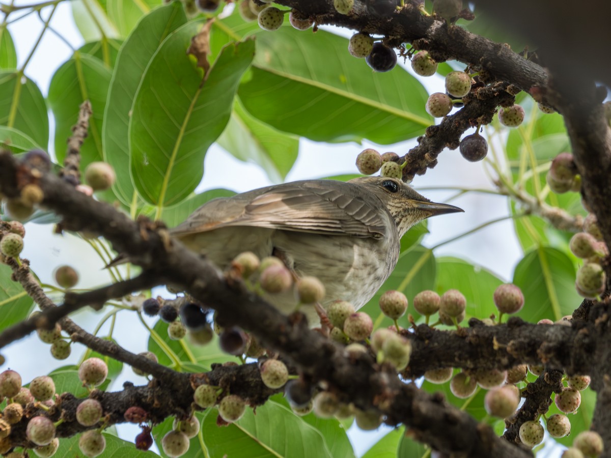 Red-throated Thrush - ML645775208