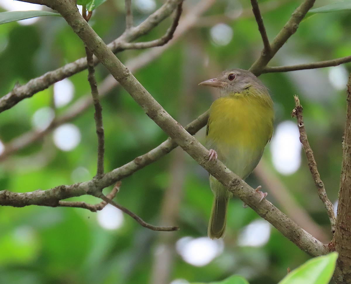 Verdillo Cabecigrís - ML645775209