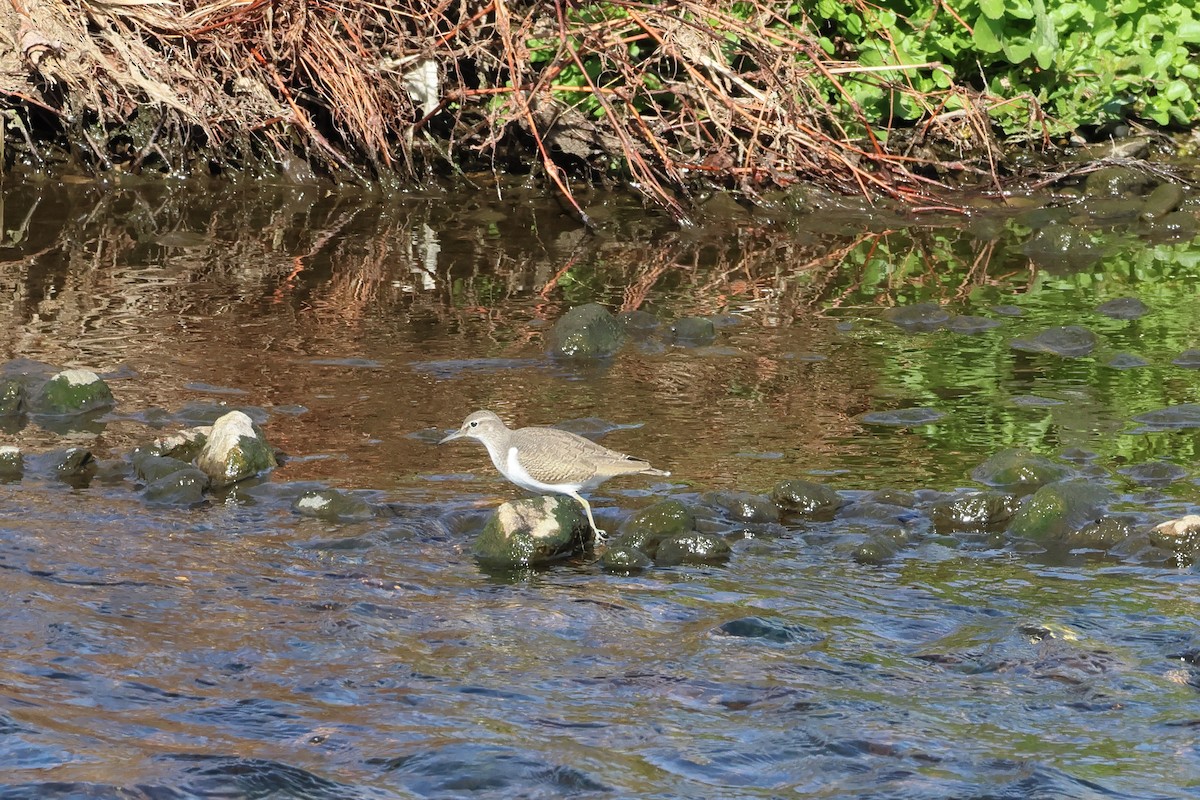 Andarríos Chico - ML645775210