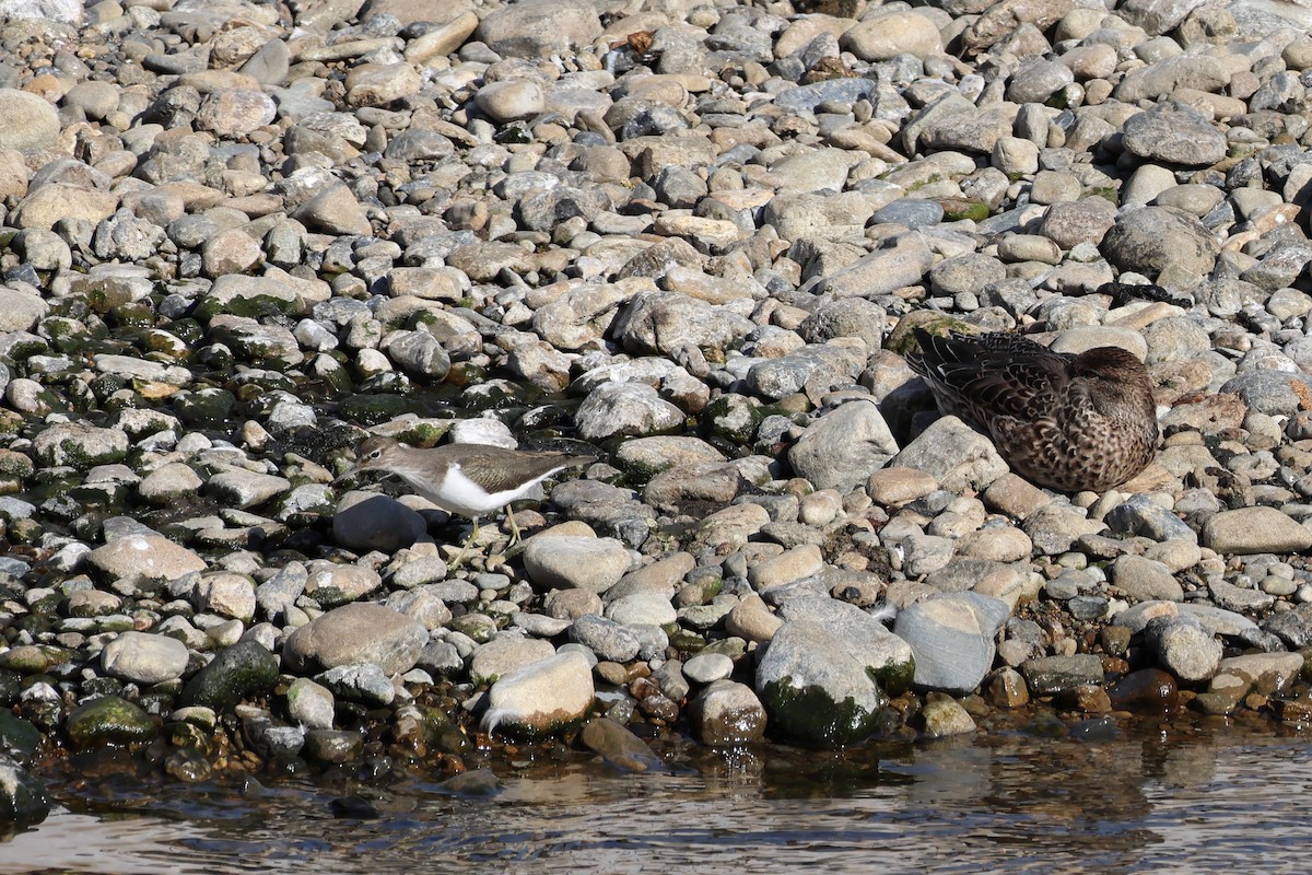 Andarríos Chico - ML645775211