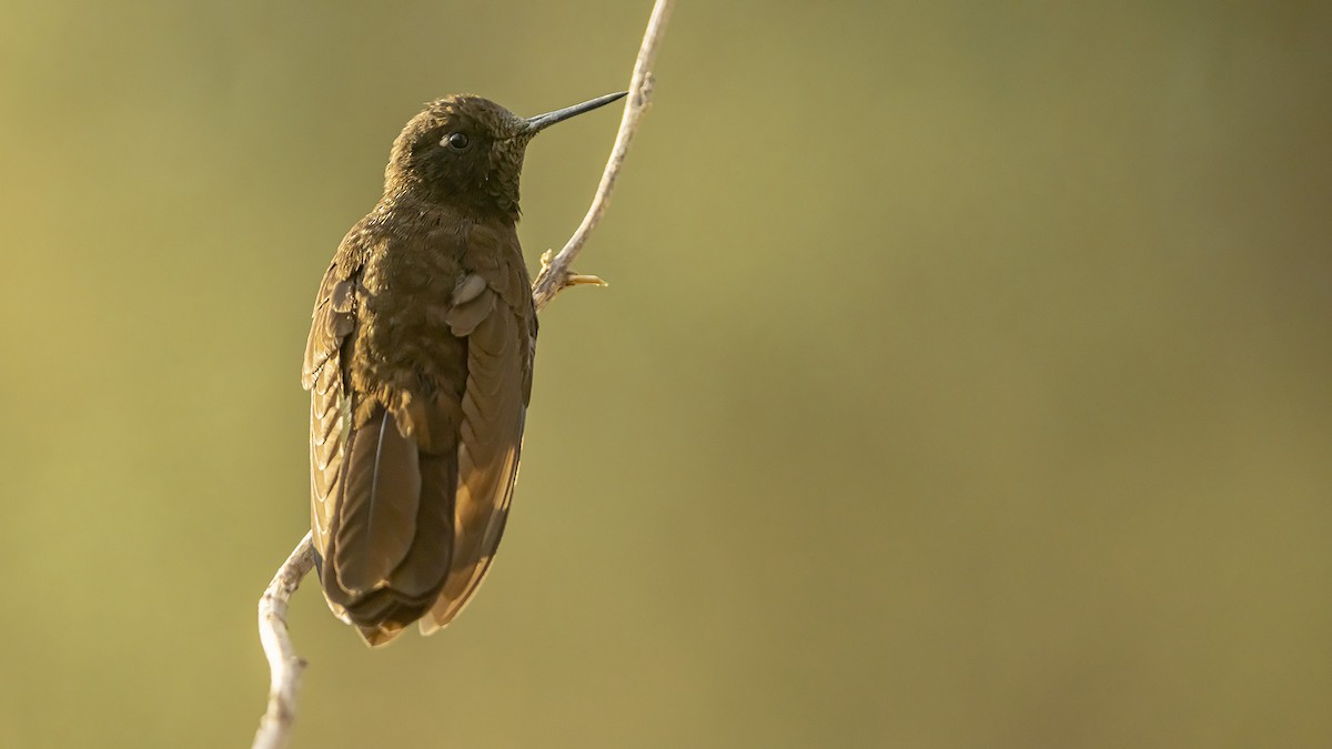 Metalura Negra - ML645775214