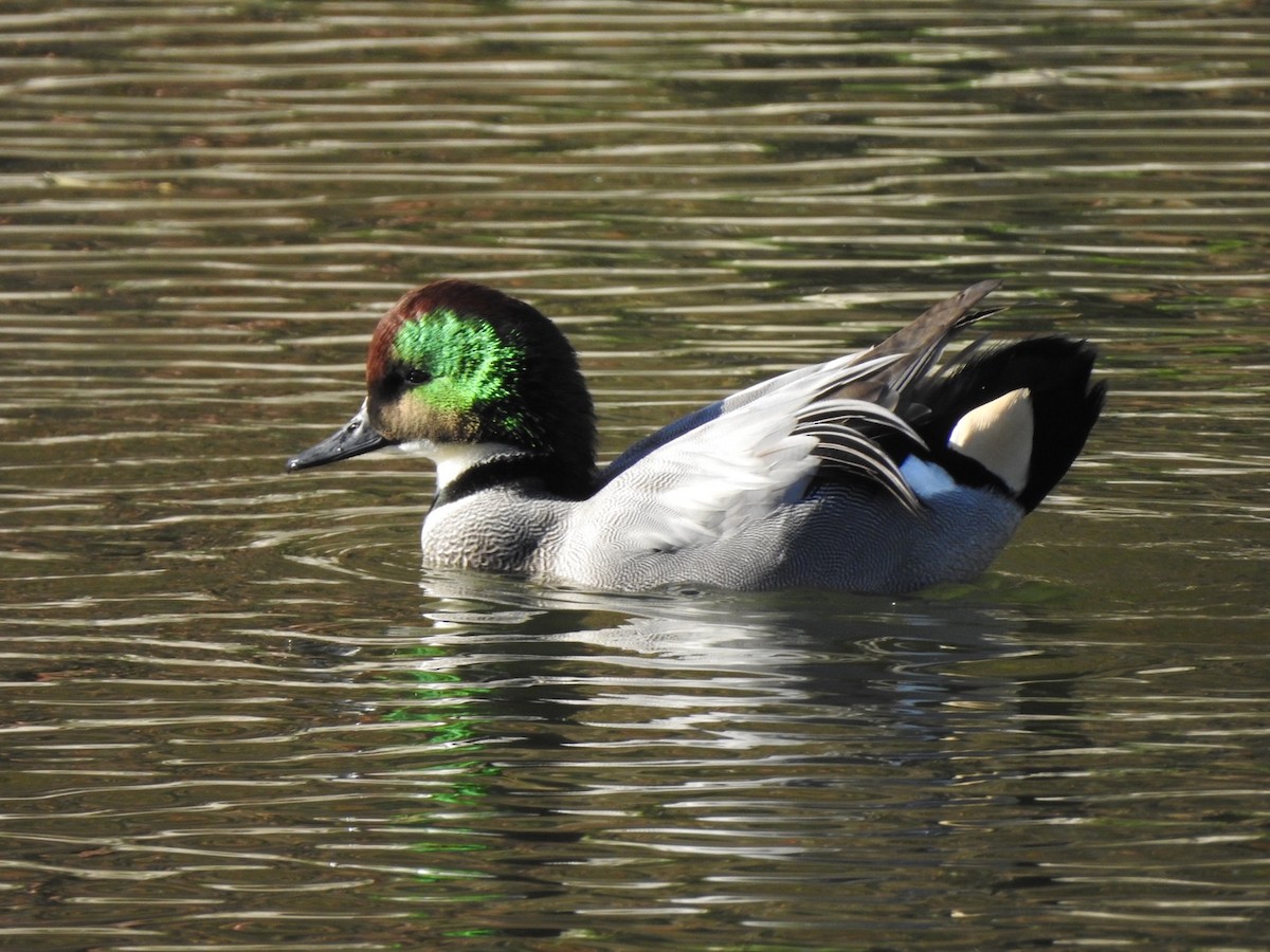 Falcated Duck - ML645775235