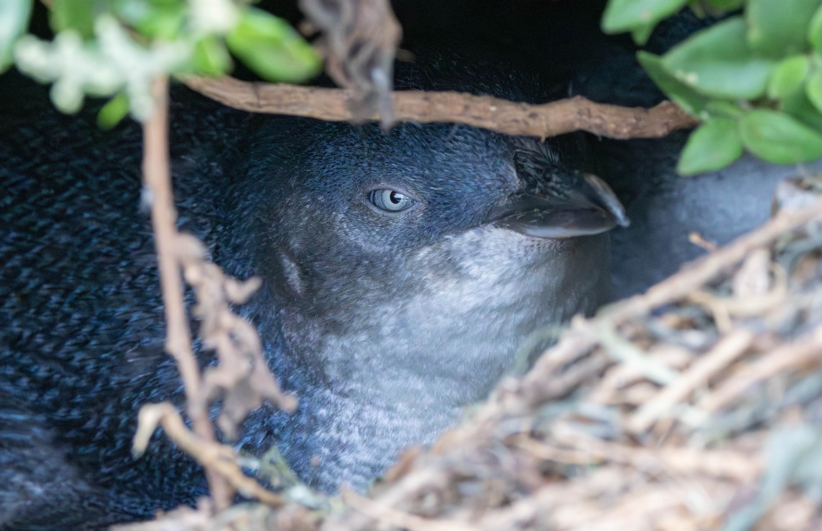 Little Penguin - ML645775252