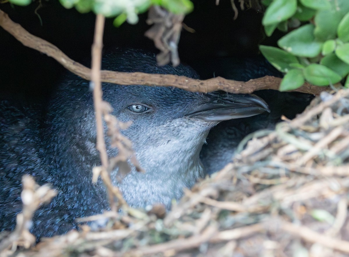 Little Penguin - ML645775253