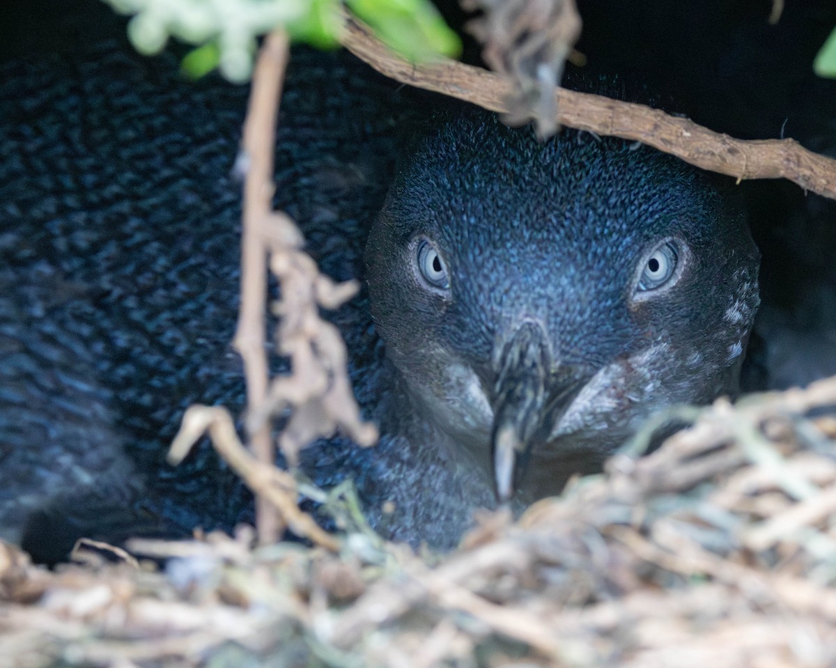 Little Penguin - ML645775254