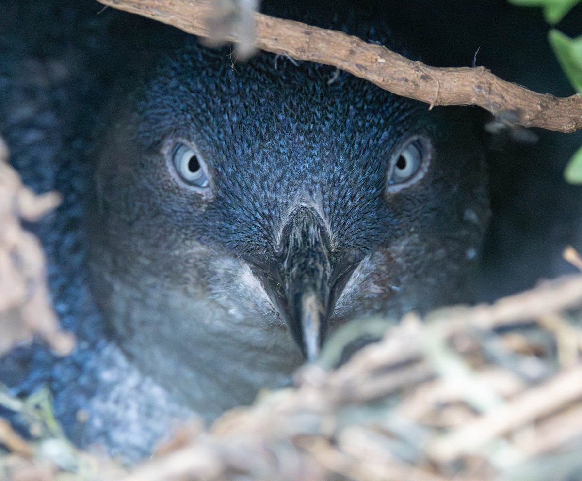 Little Penguin - ML645775255